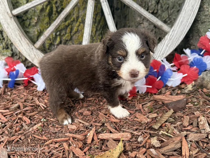 Leo  – Toy Australian Shepherd puppy for sale in Plato, MO