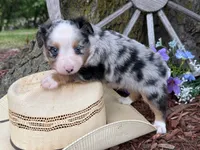 Pistol (Video on Website), a male Toy Australian Shepherd for sale in Plato, MO – 5 of 10