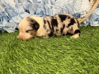 Phoenix, a male Toy Australian Shepherd for sale in Plato, MO – Photo 10 of 10