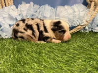 Phoenix, a male Toy Australian Shepherd for sale in Plato, MO – Photo 4 of 10