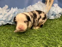 Phoenix, a male Toy Australian Shepherd for sale in Plato, MO – Photo 2 of 10