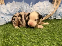 Phoenix, a male Toy Australian Shepherd for sale in Plato, MO – Photo 5 of 10