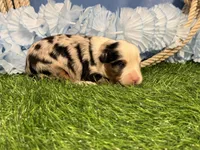 Phoenix, a male Toy Australian Shepherd for sale in Plato, MO – Photo 3 of 10