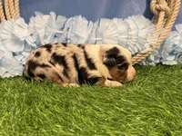 Phoenix, a male Toy Australian Shepherd for sale in Plato, MO – Photo 8 of 10