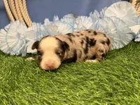 Pistol, a male Toy Australian Shepherd for sale in Plato, MO – Photo 3 of 8