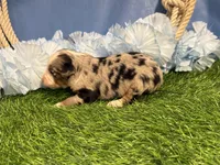 Pistol, a male Toy Australian Shepherd for sale in Plato, MO – Photo 8 of 8