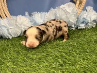 Pistol, a male Toy Australian Shepherd for sale in Plato, MO – Photo 6 of 8