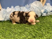 Pistol, a male Toy Australian Shepherd for sale in Plato, MO – Photo 2 of 8