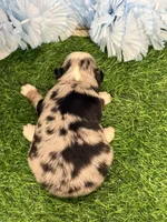 Pistol, a male Toy Australian Shepherd for sale in Plato, MO – Photo 5 of 8