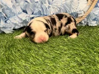 Phoenix, a male Toy Australian Shepherd for sale in Plato, MO – Photo 9 of 10