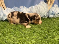 Pistol, a male Toy Australian Shepherd for sale in Plato, MO – Photo 7 of 8