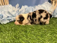 Phoenix, a male Toy Australian Shepherd for sale in Plato, MO – Photo 7 of 10