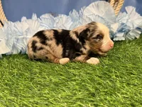 Pistol, a male Toy Australian Shepherd for sale in Plato, MO – Photo 4 of 8