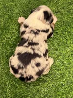 Phoenix, a male Toy Australian Shepherd for sale in Plato, MO – Photo 6 of 10