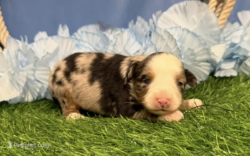 Pistol – Toy Australian Shepherd puppy for sale in Plato, MO