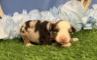 Pistol, a male Toy Australian Shepherd for sale in Plato, MO – Photo 1 of 8