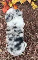 Cricket, a female Toy Australian Shepherd for sale in Plato, MO – 4 of 8
