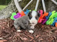 Angel, a female Toy Australian Shepherd for sale in Plato, MO – 2 of 10