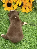 Leo (Little), a male Toy Australian Shepherd for sale in Plato, MO – 7 of 8
