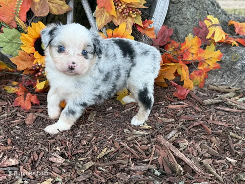 Chase – Toy Australian Shepherd puppy for sale in Plato, MO