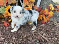 Chase (video on website), a male Toy Australian Shepherd for sale in Plato, MO – 1 of 10