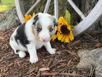 Martin , a male Toy Australian Shepherd for sale in Plato, MO – 2 of 9