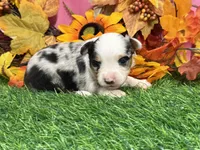 Jollie, a female Toy Australian Shepherd for sale in Plato, MO – 1 of 8