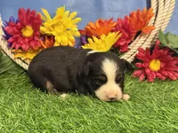 Cody, a male Toy Australian Shepherd for sale in Plato, MO – 8 of 8