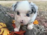 Chase (video on website), a male Toy Australian Shepherd for sale in Plato, MO – 10 of 10