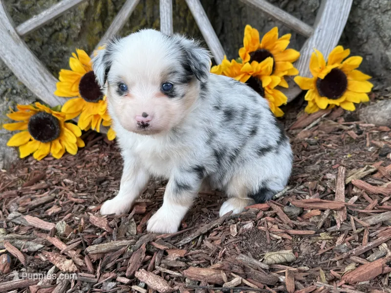 Chase – Toy Australian Shepherd puppy for sale in Plato, MO