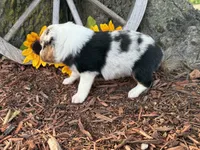 Martin , a male Toy Australian Shepherd for sale in Plato, MO – 9 of 9