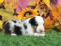 Jollie, a female Toy Australian Shepherd for sale in Plato, MO – 5 of 8