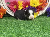 Callie (little), a female Toy Australian Shepherd for sale in Plato, MO – 2 of 9