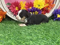 Callie (little), a female Toy Australian Shepherd for sale in Plato, MO – 5 of 9