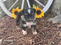 Dugger (Little Guy/Weighs 1.3 lbs @ 4 weeks), a male Toy Australian Shepherd for sale in Plato, MO – 4 of 10