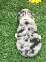 Cricket , a female Toy Australian Shepherd for sale in Plato, MO – 6 of 10