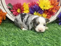 Cricket , a female Toy Australian Shepherd for sale in Plato, MO – 4 of 10
