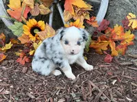 Chase (video on website), a male Toy Australian Shepherd for sale in Plato, MO – 8 of 10