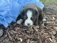 Leo , a male Toy Australian Shepherd for sale in Plato, MO – 6 of 9