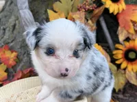 Chase (video on website), a male Toy Australian Shepherd for sale in Plato, MO – 3 of 10