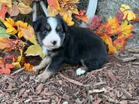 Cody (video on website), a male Toy Australian Shepherd for sale in Plato, MO – 8 of 9