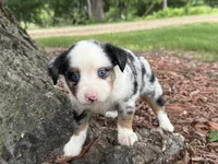 Phoenix ( Video on Website), a male Toy Australian Shepherd for sale in Plato, MO – 9 of 9