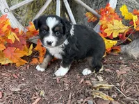 Timber (Video on Website), a male Toy Australian Shepherd for sale in Plato, MO – 8 of 10