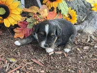 Jazzy, a female Toy Australian Shepherd for sale in Plato, MO – 10 of 10