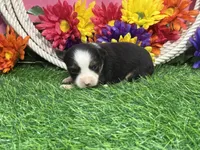 Callie (little), a female Toy Australian Shepherd for sale in Plato, MO – 7 of 9
