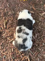 Martin , a male Toy Australian Shepherd for sale in Plato, MO – 6 of 9