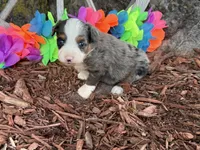 Angel, a female Toy Australian Shepherd for sale in Plato, MO – 3 of 10