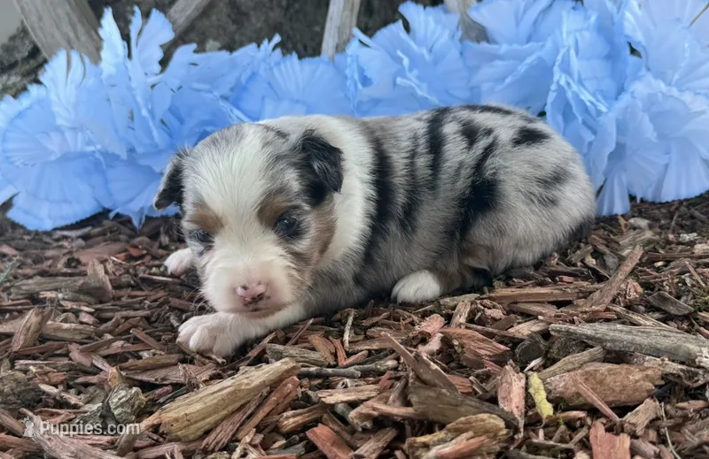 Lincoln – Toy Australian Shepherd puppy for sale in Plato, MO