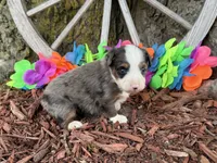 Angel, a female Toy Australian Shepherd for sale in Plato, MO – 7 of 10