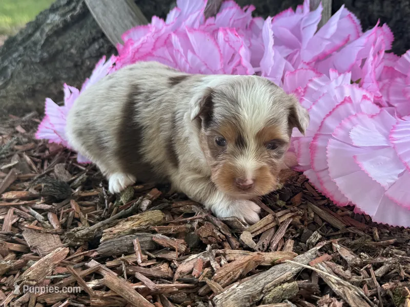 Lola – Toy Australian Shepherd puppy for sale in Plato, MO